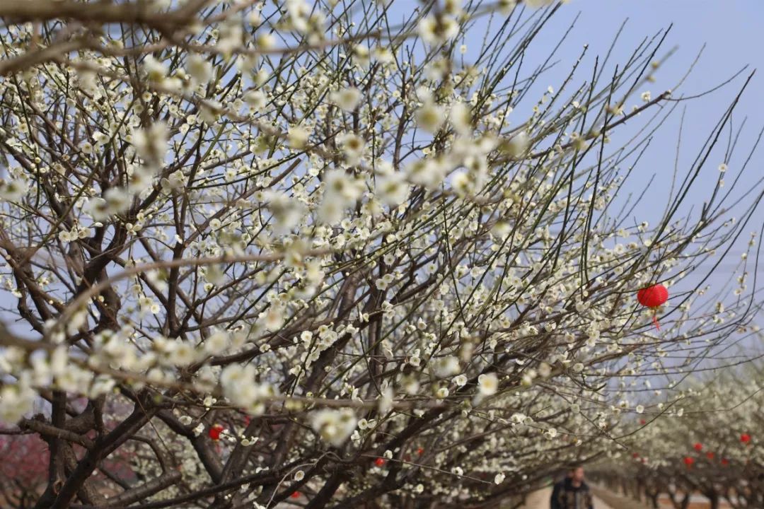 大梅新时代动态，绽放璀璨光芒