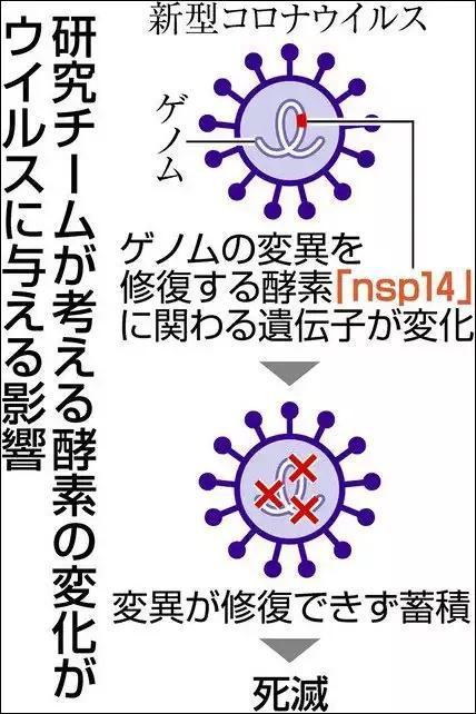 日本病毒最新动态及其影响分析