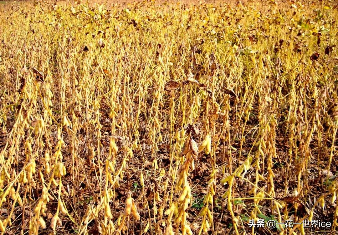 最新糯稻价格动态分析与趋势预测