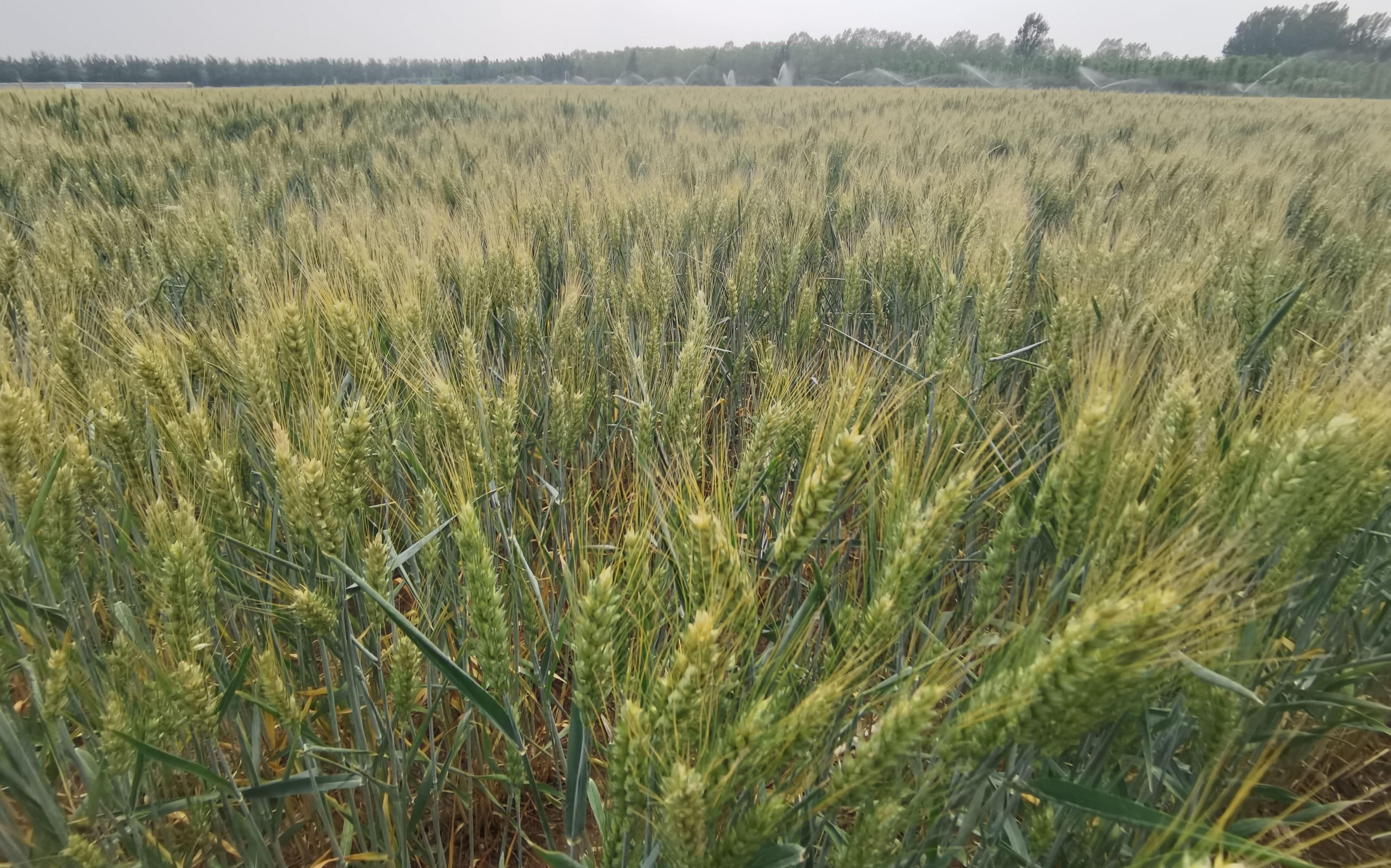 最新小麦种引领农业生产革新，重塑未来之星之路